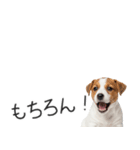 ジャックラッセルの横長スタンプ（個別スタンプ：6）