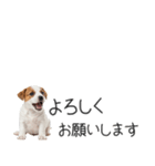 ジャックラッセルの横長スタンプ（個別スタンプ：8）