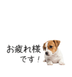 ジャックラッセルの横長スタンプ（個別スタンプ：9）