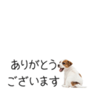 ジャックラッセルの横長スタンプ（個別スタンプ：10）