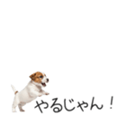 ジャックラッセルの横長スタンプ（個別スタンプ：13）