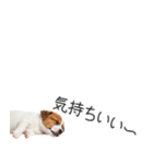 ジャックラッセルの横長スタンプ（個別スタンプ：14）