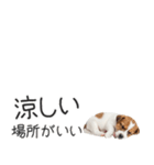 ジャックラッセルの横長スタンプ（個別スタンプ：16）