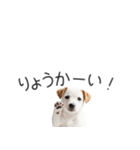 ジャックラッセルの横長スタンプ（個別スタンプ：21）