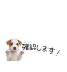 ジャックラッセルの横長スタンプ（個別スタンプ：25）