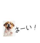 ジャックラッセルの横長スタンプ（個別スタンプ：26）