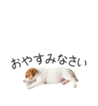ジャックラッセルの横長スタンプ（個別スタンプ：28）