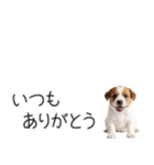 ジャックラッセルの横長スタンプ（個別スタンプ：29）