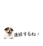 ジャックラッセルの横長スタンプ（個別スタンプ：34）
