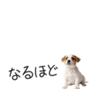 ジャックラッセルの横長スタンプ（個別スタンプ：35）