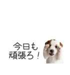 ジャックラッセルの横長スタンプ（個別スタンプ：36）
