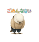 動物でごめんなさい（個別スタンプ：13）