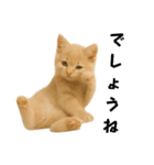 子猫の福ちゃん（個別スタンプ：1）