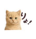 子猫の福ちゃん（個別スタンプ：2）