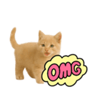 子猫の福ちゃん（個別スタンプ：4）