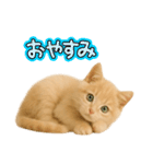 子猫の福ちゃん（個別スタンプ：5）