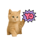 子猫の福ちゃん（個別スタンプ：6）