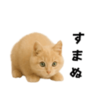 子猫の福ちゃん（個別スタンプ：7）
