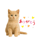 子猫の福ちゃん（個別スタンプ：8）