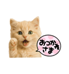 子猫の福ちゃん（個別スタンプ：9）
