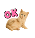 子猫の福ちゃん（個別スタンプ：11）