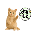 子猫の福ちゃん（個別スタンプ：12）