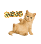 子猫の福ちゃん（個別スタンプ：15）