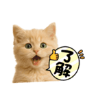 子猫の福ちゃん（個別スタンプ：16）