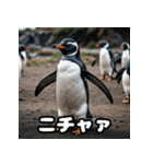 ペンギン一言エモ図鑑40（個別スタンプ：21）