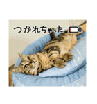 サバくんの日常（個別スタンプ：3）