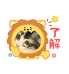 こねことスタンプ（個別スタンプ：3）