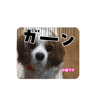 老犬キャバリアスタンプ（個別スタンプ：1）