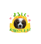 老犬キャバリアスタンプ（個別スタンプ：2）