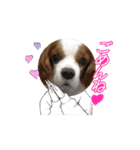 老犬キャバリアスタンプ（個別スタンプ：5）