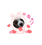 老犬キャバリアスタンプ（個別スタンプ：7）