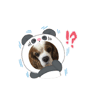 老犬キャバリアスタンプ（個別スタンプ：8）