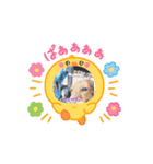 たからです。（個別スタンプ：5）