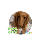 MY FAMILY SARA！（個別スタンプ：1）