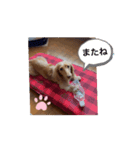 MY FAMILY SARA！（個別スタンプ：5）