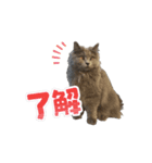 猫のチェブラーシカ8 withボム（個別スタンプ：2）