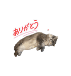 猫のチェブラーシカ8 withボム（個別スタンプ：3）