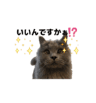 猫のチェブラーシカ8 withボム（個別スタンプ：4）