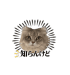 猫のチェブラーシカ8 withボム（個別スタンプ：5）