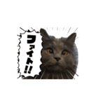 猫のチェブラーシカ8 withボム（個別スタンプ：6）