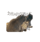 猫のチェブラーシカ8 withボム（個別スタンプ：8）