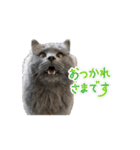猫のチェブラーシカ8 withボム（個別スタンプ：9）