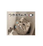 猫のチェブラーシカ8 withボム（個別スタンプ：10）