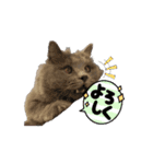 猫のチェブラーシカ8 withボム（個別スタンプ：11）