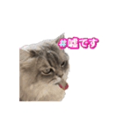 猫のチェブラーシカ8 withボム（個別スタンプ：12）