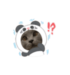 猫のチェブラーシカ8 withボム（個別スタンプ：14）